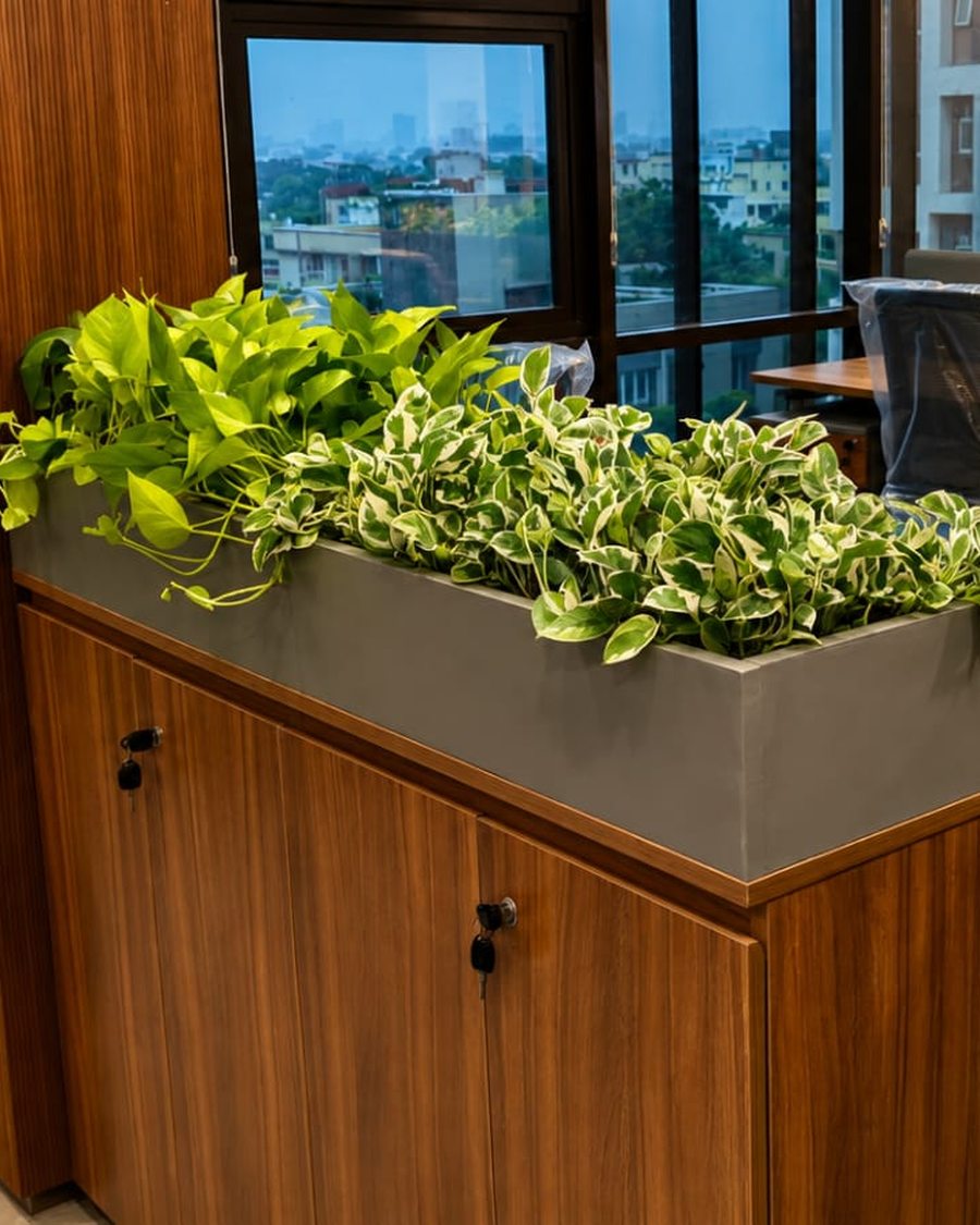 Trailing pothos planted along a workstation run in an office.