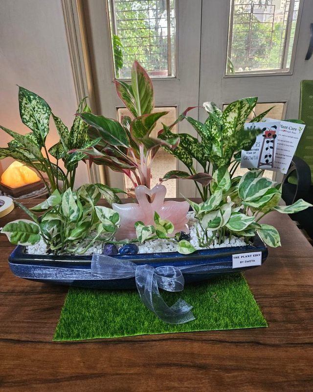 A housewarming planter of layered green foliage in a wide ceramic boat.