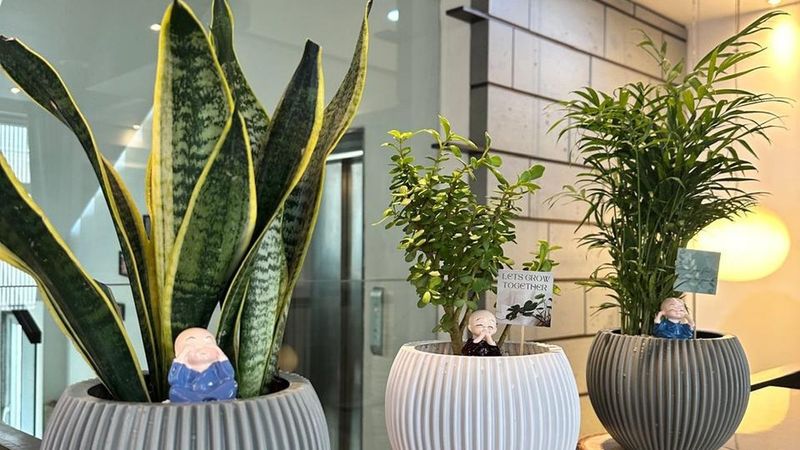 The piece in a room, sitting alongside other planted vessels.