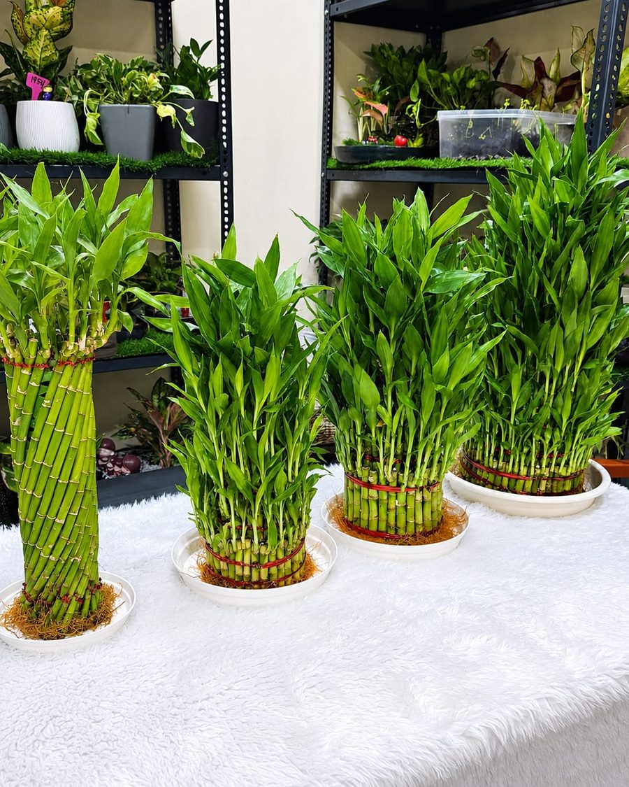 Layered Lucky Bamboo arrangements tied in tiers, standing in shallow water dishes.