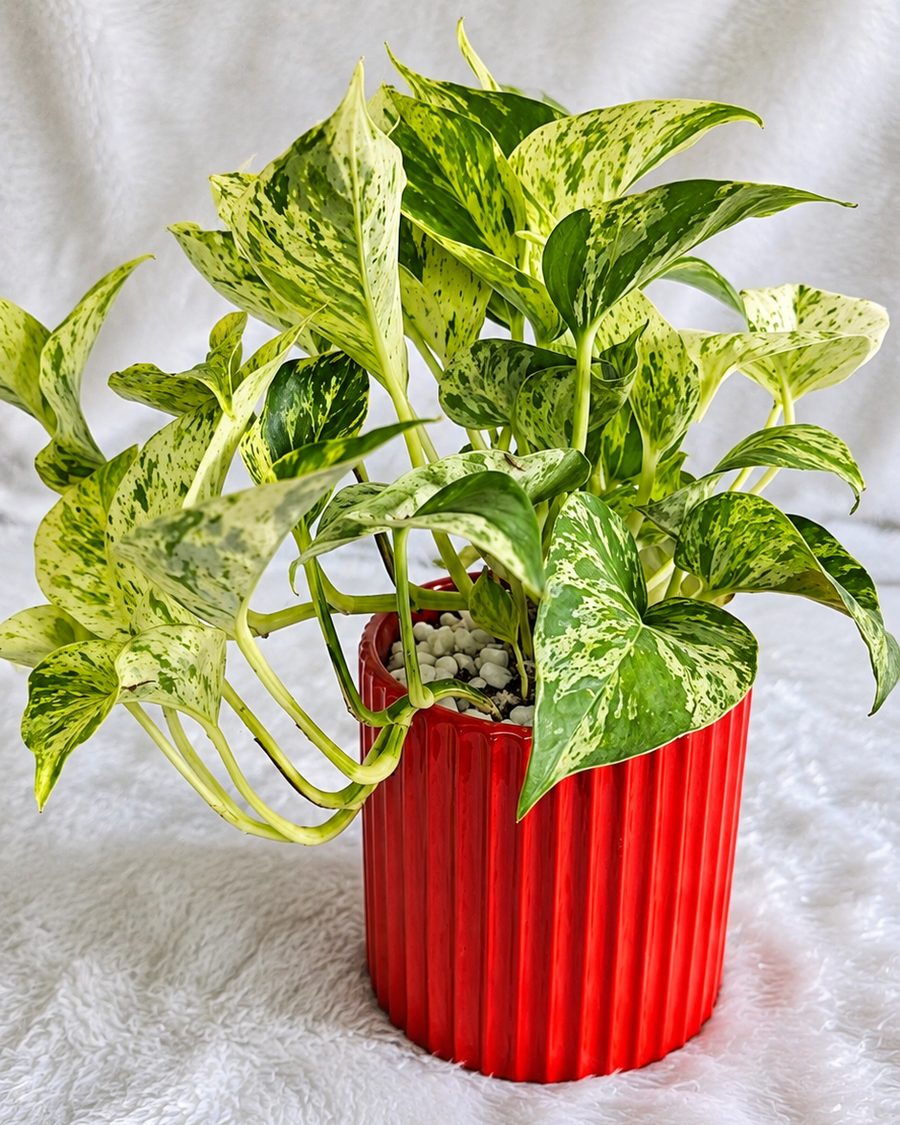 A variegated Money Plant with marbled leaves in a red fluted pot.