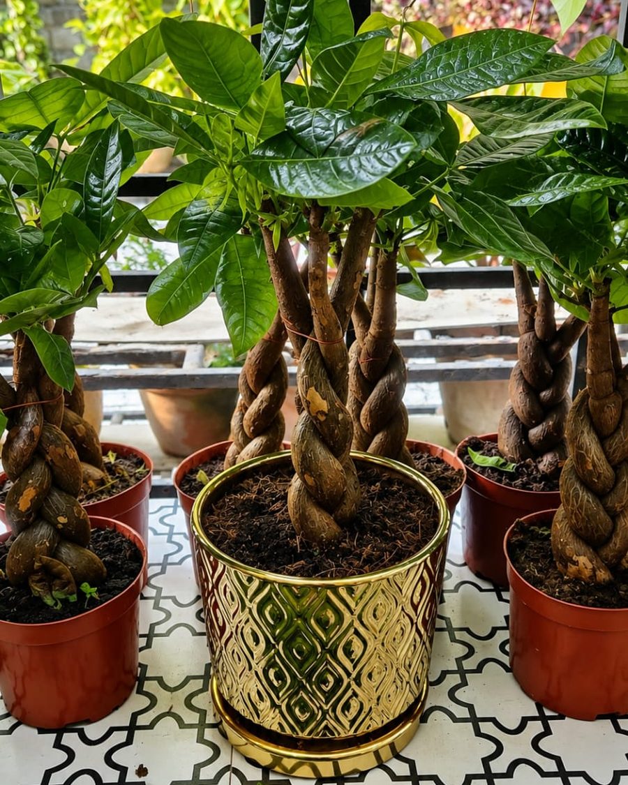 A Pachira with braided trunks and broad palmate leaves in a gold planter.