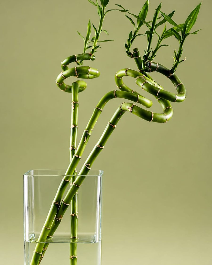 Spiral Bamboo stems curled into loops, standing in a clear glass vase.